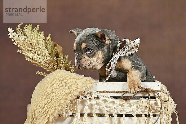 Lilac Tan colored French Bulldog puppy in box with boho decor in front of brown background