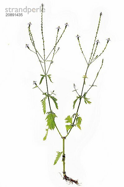 Common vervain (Verbena officinalis) with root on white background  Bavaria  Germany  Europe