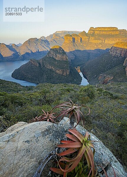 Agave on a rock  sunset at Blyde River Canyon with Three Rondawels peak  view of canyon with Blyde River and table mountains in the evening light  canyon landscape  Panorama Route  Mpumalanga  South Africa  Africa