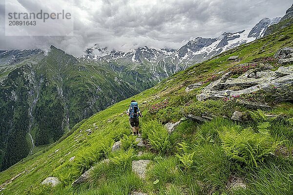 Mountaineer between green vegetation on a hiking trail  cloudy mountain peaks in Stillupptal  Zillertal Alps  Tyrol  Austria  Europe