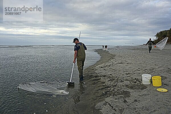 GREYMOUTH  NEW ZEALAND  OCTOBER 24  2019: A man uses a scoop net for catching whitebait at the mouth of the Taramakau River on the West Coast of the South Island