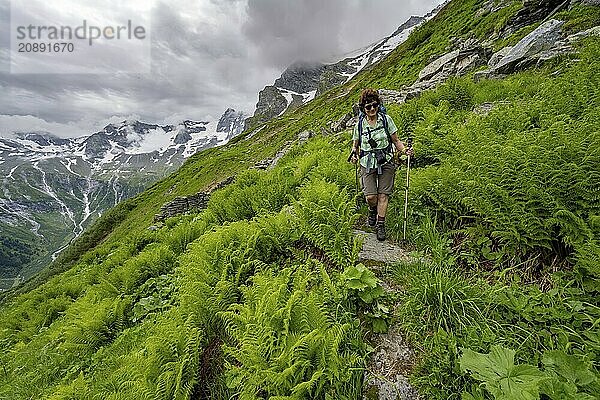 Mountaineer on a hiking trail on a green mountain slope  cloudy mountain peaks in Stillupptal  Zillertal Alps  Tyrol  Austria  Europe