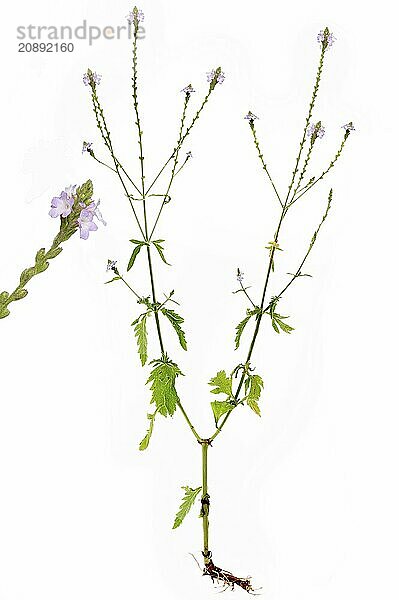 Common vervain (Verbena officinalis) with root on white background  Bavaria  Germany  Europe