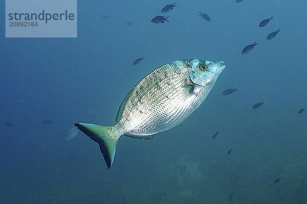 Sharpshout seabream (Diplodus puntazzo) swimming in a light blue background  accompanied by other darker coloured fish. Dive site Marine reserve Cap de Creus  Rosas  Costa Brava  Spain  Mediterranean Sea  Europe