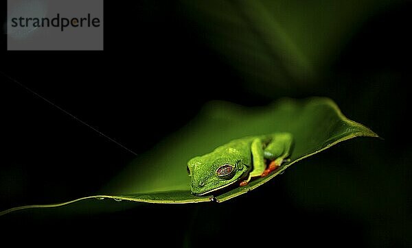 Red-eyed tree frog (Agalychnis callidryas) on a leaf  macro photograph  black background  Tortuguero National Park  Costa Rica  Central America