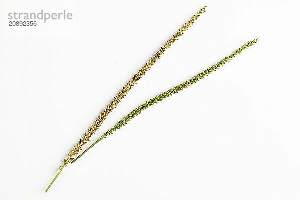 Two seed heads  one green and one brown of the broad-leaved plantain (Plantago major) on a white background