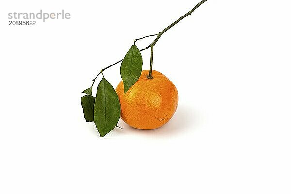 An orange fruit with orange leaves isolated on a white background