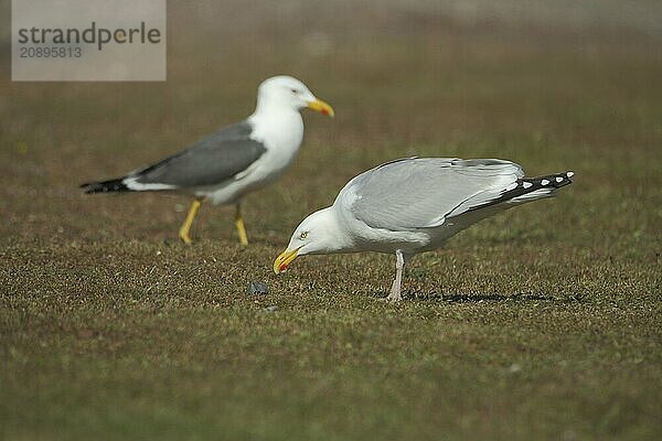 Two european herring gull (Larus argentatus) on the ground looking for food  depth of field  blurred  Nationaal Park Duinen  Texel  North Holland  Netherlands