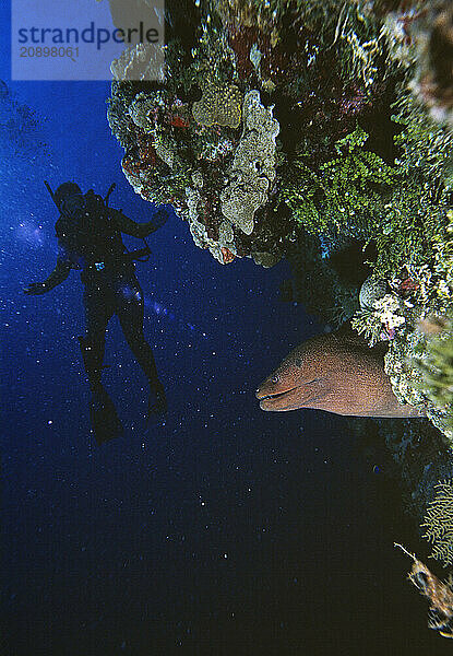 Australia. Queensland. Coral Sea. Scuba diver underwater wary of a Moral Eel.