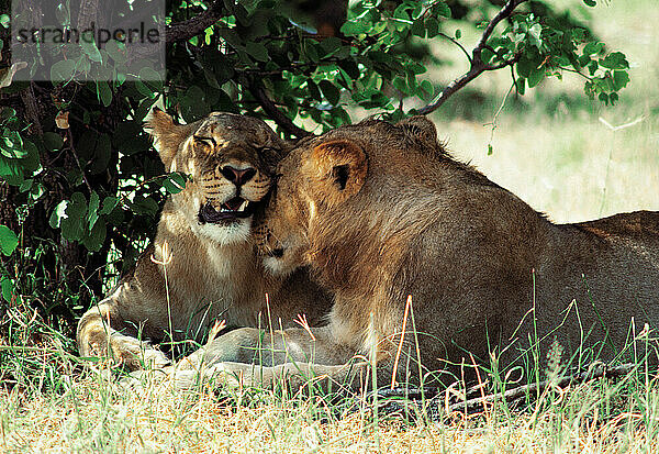 Kenya. Wildlife. Two Lionesses. Maasai Mara National Reserve.