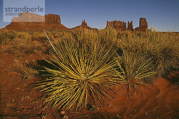 USA. Arizona. Monument Valley. Desert landscape with Yucca plant.