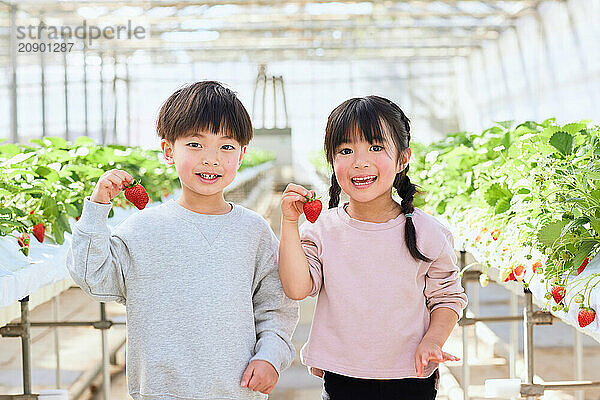 Asian children holding strawberries in a greenhouse