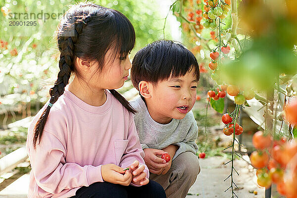 Asian kids in a tomato greenhouse