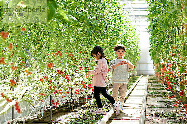 Asian kids in a tomato greenhouse