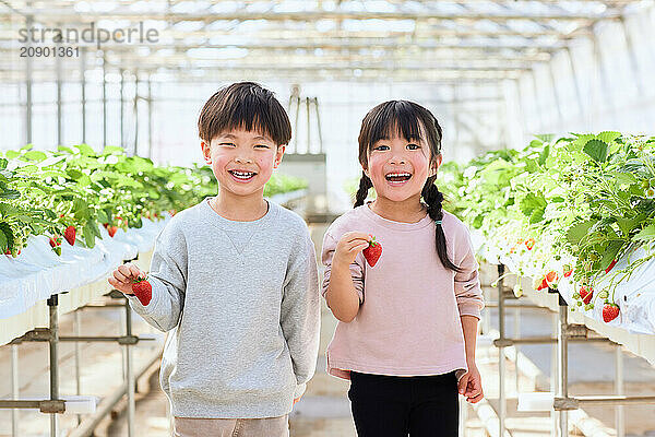 Asian children standing in a greenhouse holding strawberries