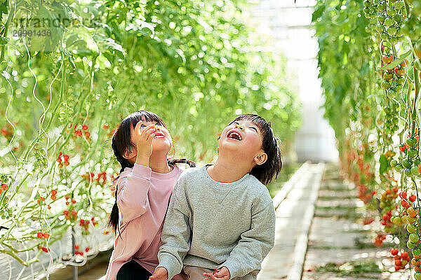 Asian kids in a tomato greenhouse