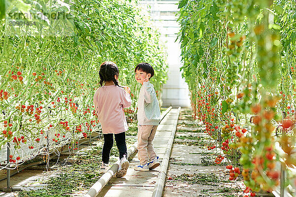 Asian kids in a tomato greenhouse