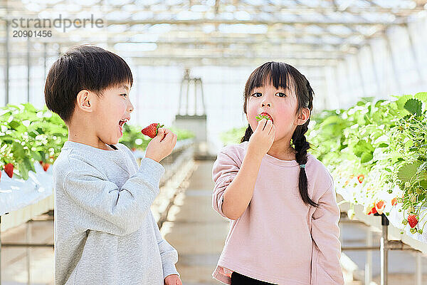 Asian children eating strawberries in a greenhouse