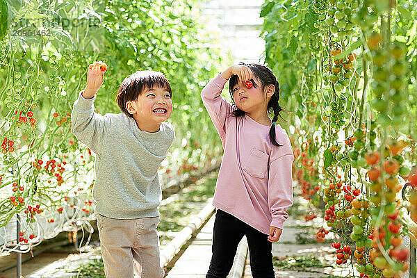 Asian kids in a tomato greenhouse