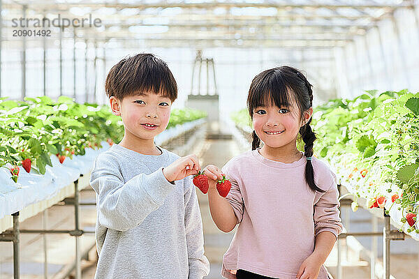 Asian children holding strawberries in a greenhouse