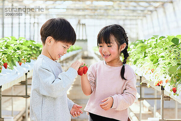 Asian children standing in a greenhouse holding strawberries