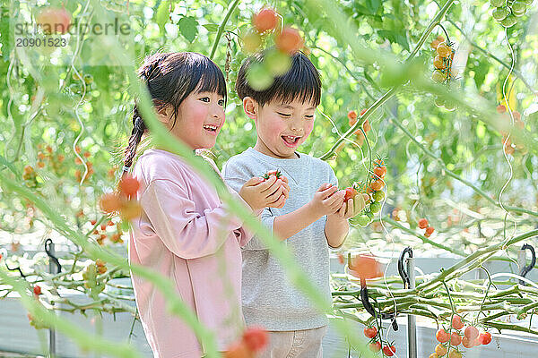 Asian children standing in a greenhouse holding tomatoes