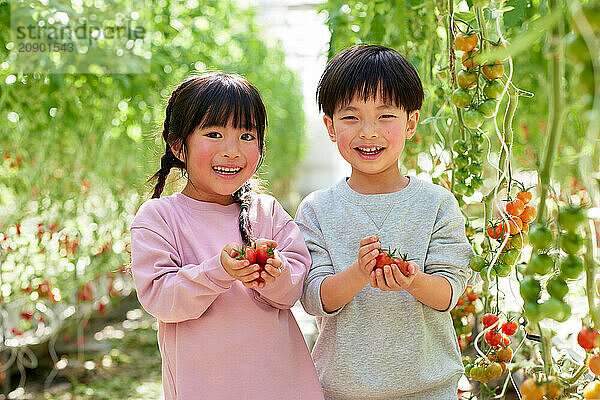 Asian kids in a tomato greenhouse