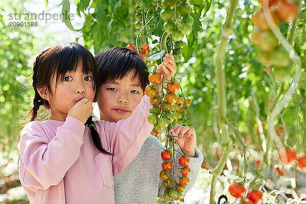 Asian kids in a tomato greenhouse