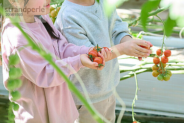 Asian children holding tomatoes in a greenhouse