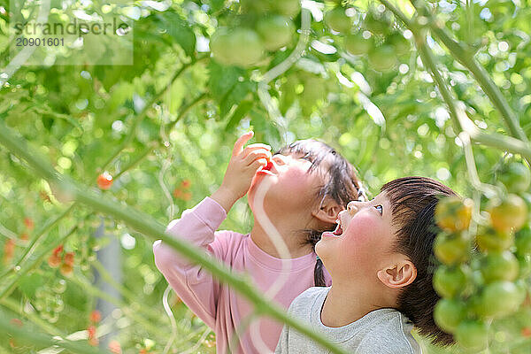 Asian children looking up at a tomato plant