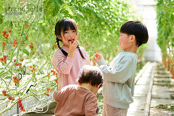 Asian kids in a tomato greenhouse