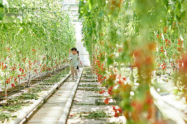 Asian kids in a tomato greenhouse