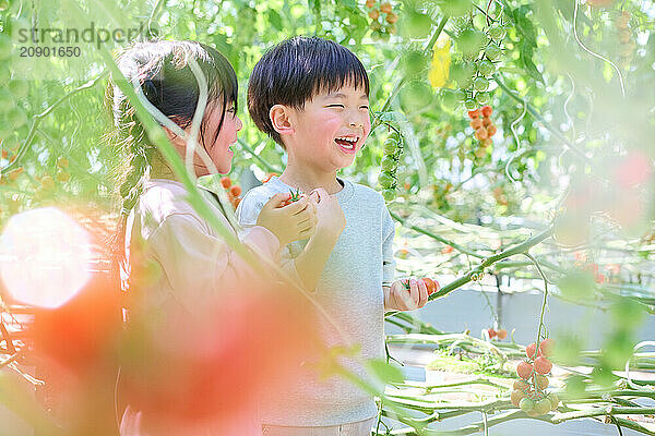 Asian children standing in a greenhouse with tomatoes