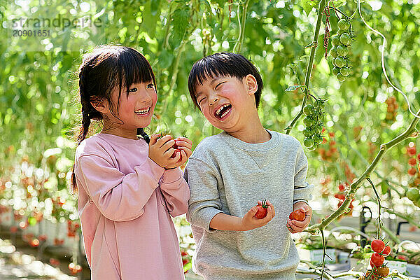 Asian kids in a tomato greenhouse