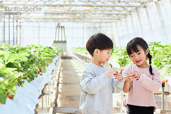 Asian children standing in a greenhouse holding strawberries