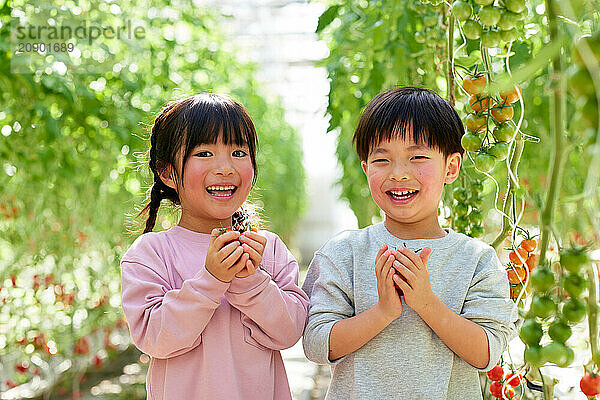 Asian kids in a tomato greenhouse