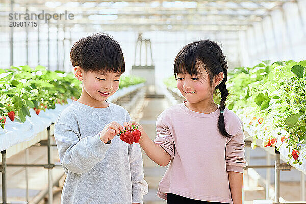 Asian children holding strawberries in a greenhouse