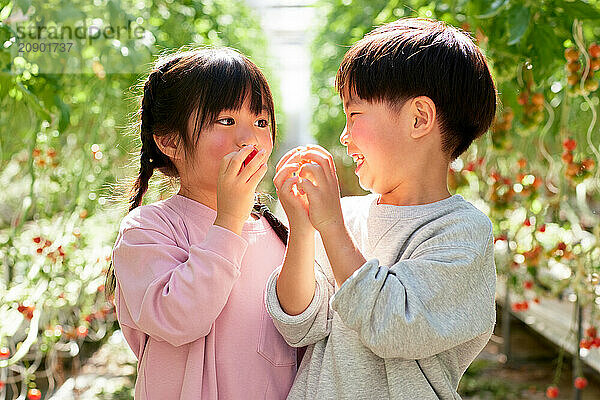 Asian kids in a tomato greenhouse