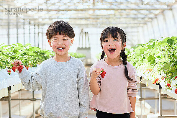 Asian children standing in a greenhouse holding strawberries