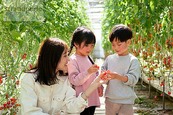 Asian family in a tomato greenhouse