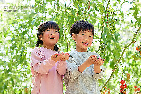 Asian kids in a tomato greenhouse