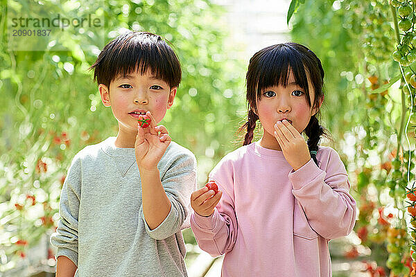 Asian kids in a tomato greenhouse