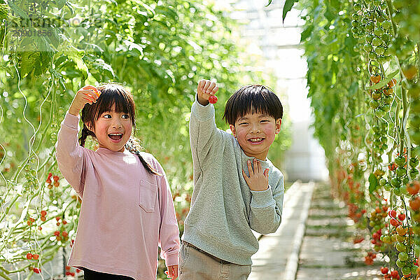 Asian kids in a tomato greenhouse