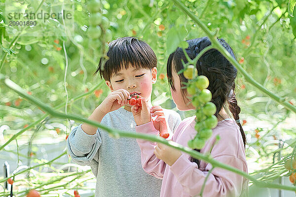 Asian children standing in a garden with tomatoes