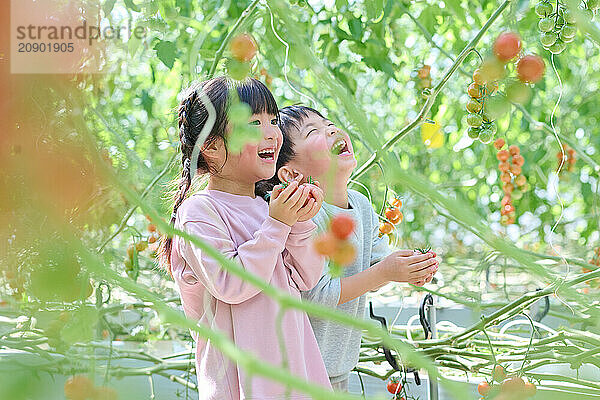 Asian children standing in a garden with tomatoes