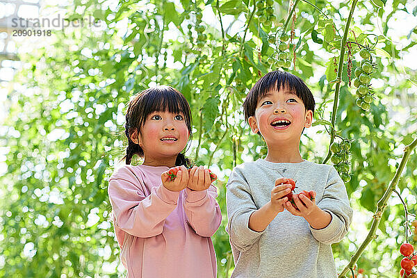 Asian kids in a tomato greenhouse