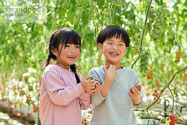 Asian kids in a tomato greenhouse