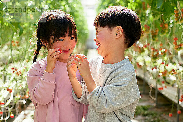 Asian kids in a tomato greenhouse