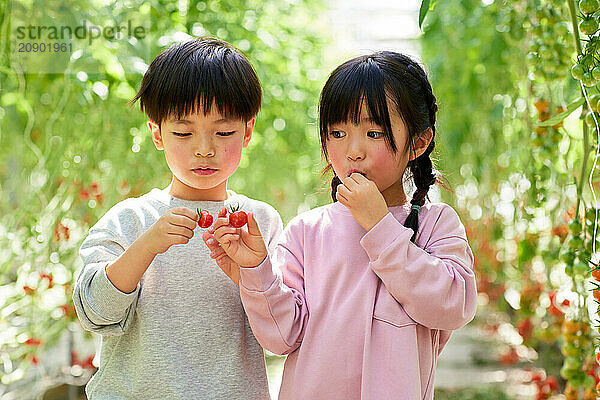 Asian kids in a tomato greenhouse