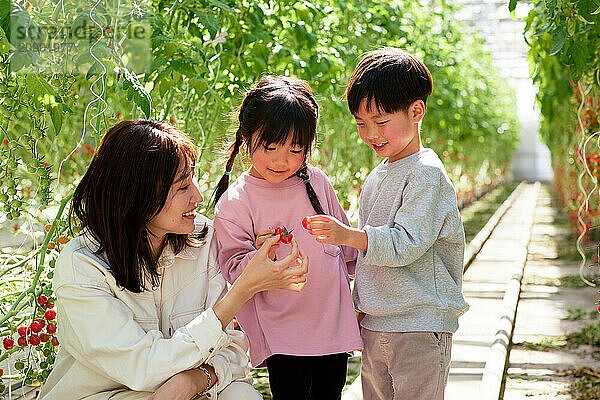 Asian family in a tomato greenhouse